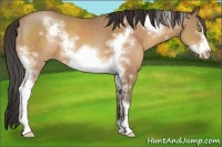 Horse Color:White Spotted Amber Champagne Frame Rabicano 