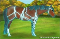 Horse Color:Thunderstruck Bay 