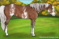Horse Color:White Spotted Silver Bay Splash 