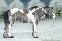 Horse Color:White Spotted Black Ice Splash Tobiano 