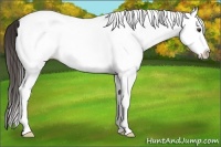 Horse Color:White Spotted Liver Chestnut Splash 