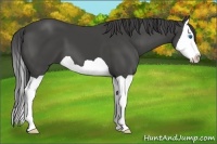 Horse Color:Smoky Black Splash