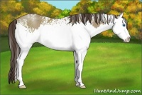 Horse Color:White Spotted Classic Champagne Sabino Splash Rabicano 