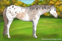 Horse Color:Bay Splash Appaloosa 