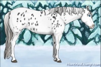 Horse Color:Black Splash Tobiano Appaloosa 