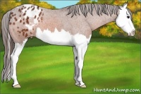 Horse Color:Bay Splash Appaloosa