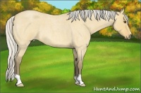 Horse Color:Silver Buckskin Roan Dun 