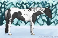 Horse Color:Black Tobiano