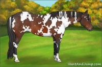 Horse Color:White Spotted Brown Varnish 