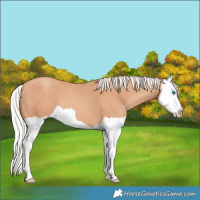 Horse Color:Silver Sable Champagne Splash 