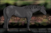 Horse Color:Smoky Black Rabicano 