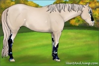 Horse Color:White Spotted Palomino Pearl 