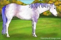 Horse Color:Watercolor White Spotted Bay Dun Splash 