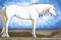 Horse Color:Gold Champagne Appaloosa 