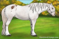 Horse Color:Chestnut Appaloosa 