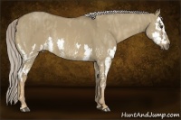 Horse Color:Chocolate Palomino Dun Splash  Brindle