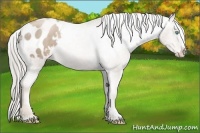 Horse Color:Chocolate Palomino Pearl Sabino Appaloosa Rabicano