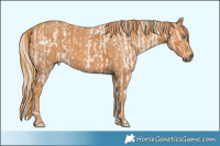 Horse Color:Perlino Sabino  Brindle