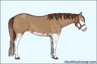 Horse Color:Red Dun Splash Brindle