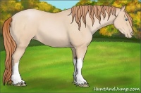 Horse Color:Buckskin Pearl 