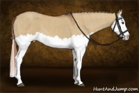 Horse Color:Red Dun Splash  Brindle