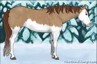 Horse Color:Red Dun Splash Brindle