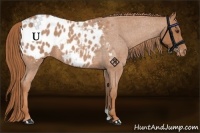 Horse Color:Red Roan Appaloosa 