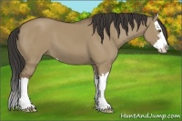 Horse Color:Buckskin Dun Sabino Splash