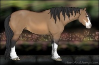 Horse Color:Bay Dun Sabino 