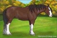 Horse Color:Bay Sabino Splash 