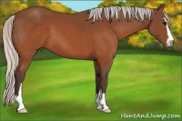 Horse Color:Silver Brown Sabino 