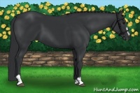 Horse Color:Black Sabino