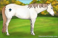 Horse Color:Smoky Grullo Roan Pearl Sabino Frame 