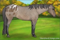 Horse Color:Bay Dun Appaloosa 