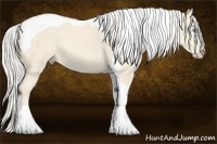 Horse Color:Cremello Tobiano Rabicano