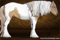 Horse Color:Palomino Tobiano 