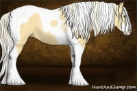 Horse Color:Palomino Splash Tobiano 