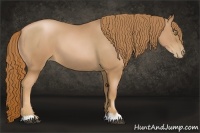 Horse Color:Chestnut Pearl