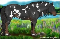 Horse Color:White Spotted Liver Chestnut 