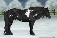 Horse Color:White Spotted Liver Chestnut Ice Rabicano 