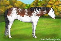 Horse Color:White Spotted Bay Splash