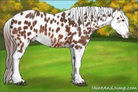 Horse Color:Bay Sabino Appaloosa