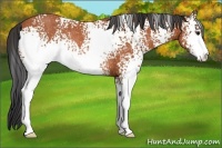 Horse Color:White Spotted Bay Sabino Rabicano