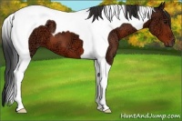 Horse Color:Bay Ice Tobiano 