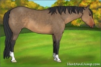 Horse Color:Brown Dun