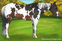Horse Color:White Spotted Brown 
