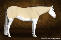 Horse Color:Amber Champagne Dun Splash 