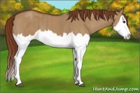 Horse Color:Red Dun Splash Brindle
