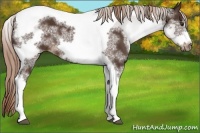 Horse Color:White Spotted Liver Chestnut Tobiano Frame
