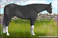 Horse Color:Black Splash